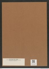 Diatomeae indet. Zeichnungen Sammlung Grunow Mappe 04071 (Herbarium_W_Grunow_drawings_Folder_04071)